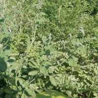 اجاره 5هکتار زمین کشاورزی|اجارهٔ دفتر صنعتی، کشاورزی، تجاری|فیروزآباد (فارس), |دیوار