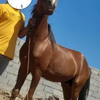 اسب کرد