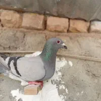 پرشی|پرنده|گناباد, |دیوار