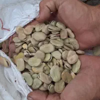 باقله درجه یک