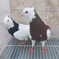 طوقی سرخ زرد مشکی سیاه هفترنگ دم چتری سرخ المانی