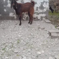 فروش پازن دورگ