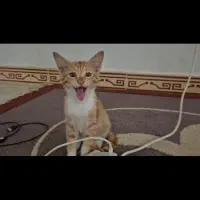 واگذاری رایگان بچه گربه|گربه|امیرکلا, |دیوار