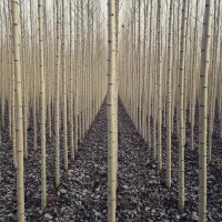 نهال صنوبرنیگرا با سوددهی بالا