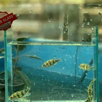 ماهی سیچلاید آفریقایی