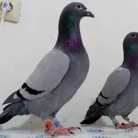 کبوتر مسافتی پلاکی تیدی پاکستانی پتی والا.