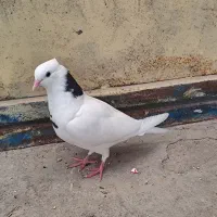 فروش کبوتر