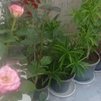 هرس شمشاد و انواع درختان با اره مخصوص