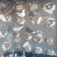 کفترصید|پرنده|مشهد, نیزه|دیوار