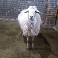 فروش قوچ|حیوانات مزرعه|صفی آباد, |دیوار