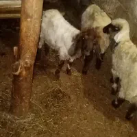 سه عدد بره ماده|حیوانات مزرعه|سیلوانه, |دیوار