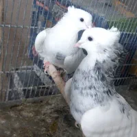 طوقی ۷رنگ|پرنده|بافق, |دیوار