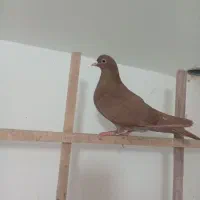 ماده کربلای