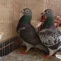 سبز مسافتی پرینت دار