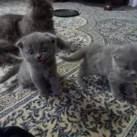 گربه اسکاتیش