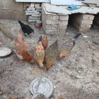 جوجه محلی اصل