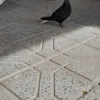 زردکرمونی وسینه جنگل وزاغ دمسفید قفس جفتگاه فروشی|پرنده|قائن, |دیوار