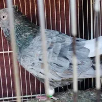 کبوتر  جفت دم سفید هفرنگ درشت