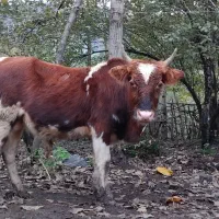 فروش کل ورزا محلی|حیوانات مزرعه|املش, |دیوار