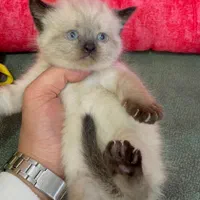 دامپزشکی حیوانات|گربه|اراک, |دیوار