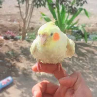 عروس هلندی  فروشی یا معاوضه با چیزی ک بکارم بیاد