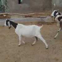 فروش دو عدد بز و سابرین نژدی و ورن|حیوانات مزرعه|نورآباد, |دیوار