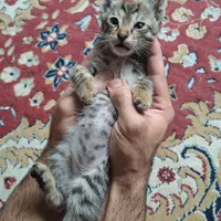 بچه گربه نر|گربه|بهشهر, |دیوار