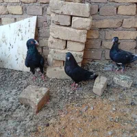 زاجر|پرنده|یزد, |دیوار