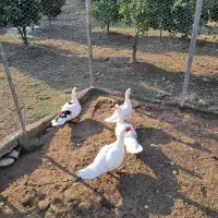 ..اردک اسرائیلی..|حیوانات مزرعه|شیرود, |دیوار