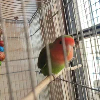 طوطی برزیلی|پرنده|ری, ملکآباد|دیوار