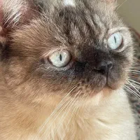 گربه آرام مهربون