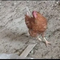 مرغ خروس محلی