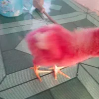 جوجه|حیوانات مزرعه|مرند, |دیوار