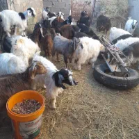 بزغاله ها فروشی هستندکیلوی ۲۷۰|حیوانات مزرعه|قائن, |دیوار