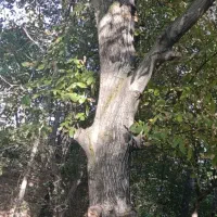 چوب گردو