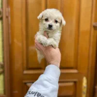 سگ خوشکل توله زیبا|سگ|شیراز, کوشک میدان|دیوار