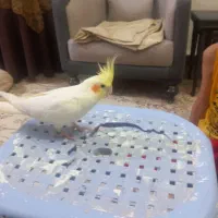 عروس هلندی گمشده