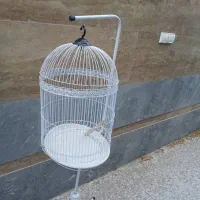 قفس عروس هلندی