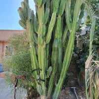 دوعدد کاک توس به فروش میرسد قیمت توافقی|گل و گیاه طبیعی|وحدتیه, |دیوار