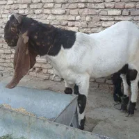 تکه پاکستانی چندقلوزا