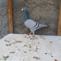 کفتر نر جفتگاه المانی جانسون