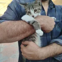 بچه گربه بامزه