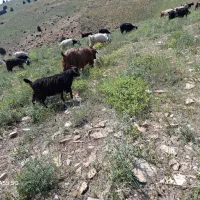 گوسفند|حیوانات مزرعه|لوشان, |دیوار