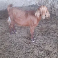 ۱۰۰۰۰۰۰۰|حیوانات مزرعه|شیراز, اکبر آباد|دیوار