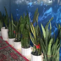 سانس سبز و پوست ماری و دور زرد