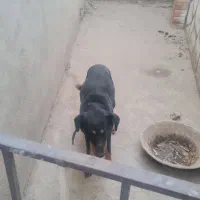 سگ دوبرمن اصل|سگ|پاکدشت, پاکدشت (مامازند)|دیوار