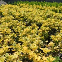 شمشاد طلایی گلدان 3/۵