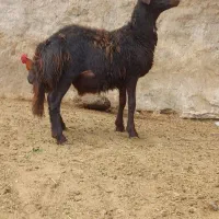 بره قوچ قزل افشار