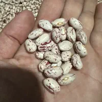 لوبیا چیتی