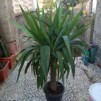 فروش گل|گل و گیاه طبیعی|اطاقور, |دیوار